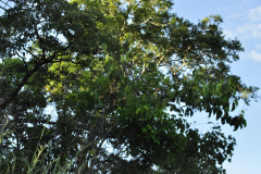 DSC0496