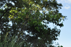 DSC0497